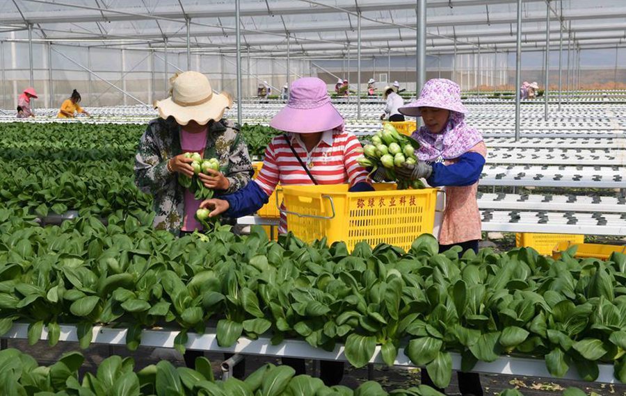 قاعدة زراعة الخضروات بدون تربة في مقاطعة يوننان