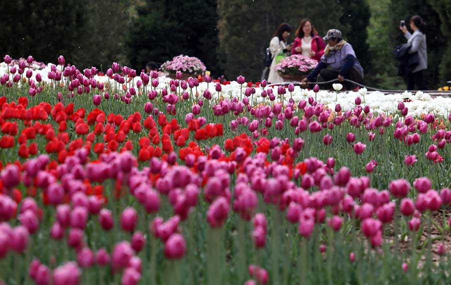 الزهور في حديقة النباتية في شيجياتشوانغ بمقاطعة خبي تجذب السياح