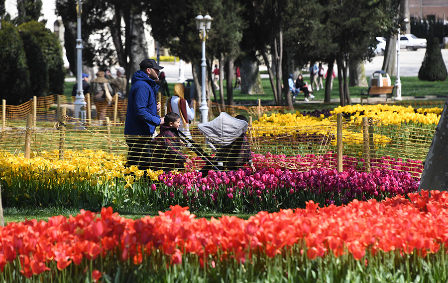 تفتح زهور التوليب في اسطنبول