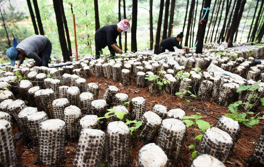 زراعة الفطريات الصالحة للأكل تحت الأشجار بجنوب غربي الصين