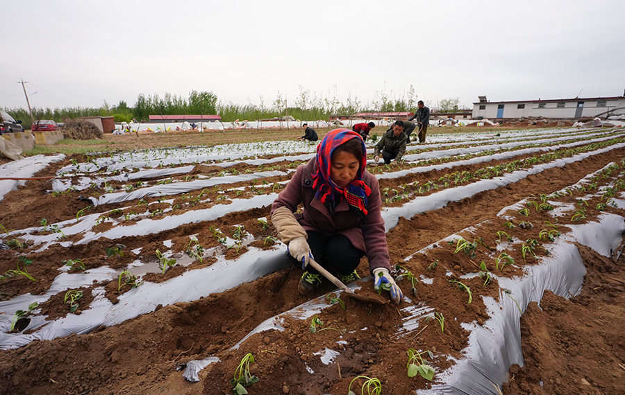 زراعة البطاطا الحلوة في شمالي الصين