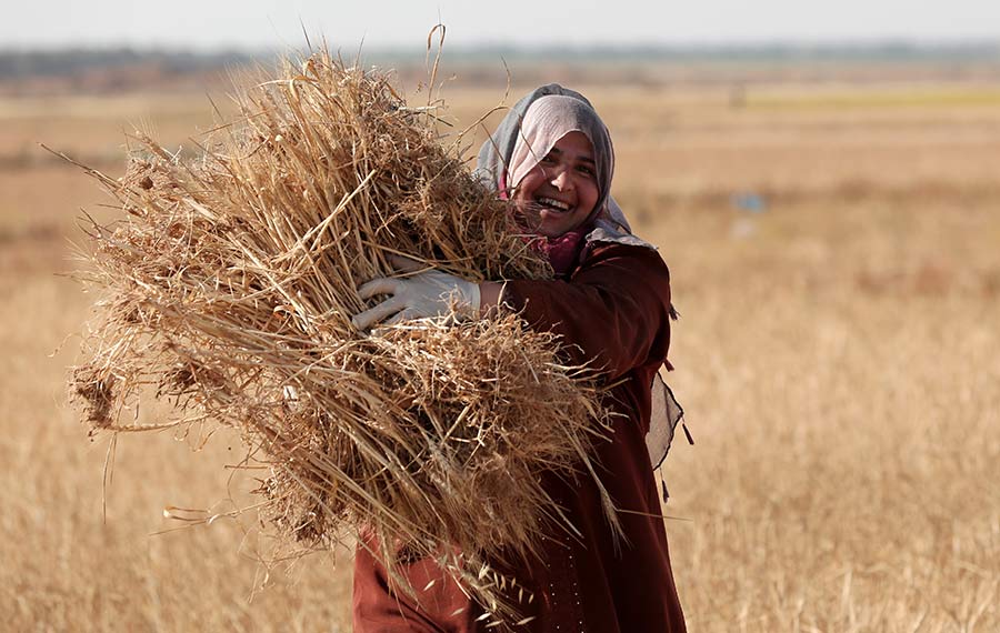 حصاد القمح في خان يونس