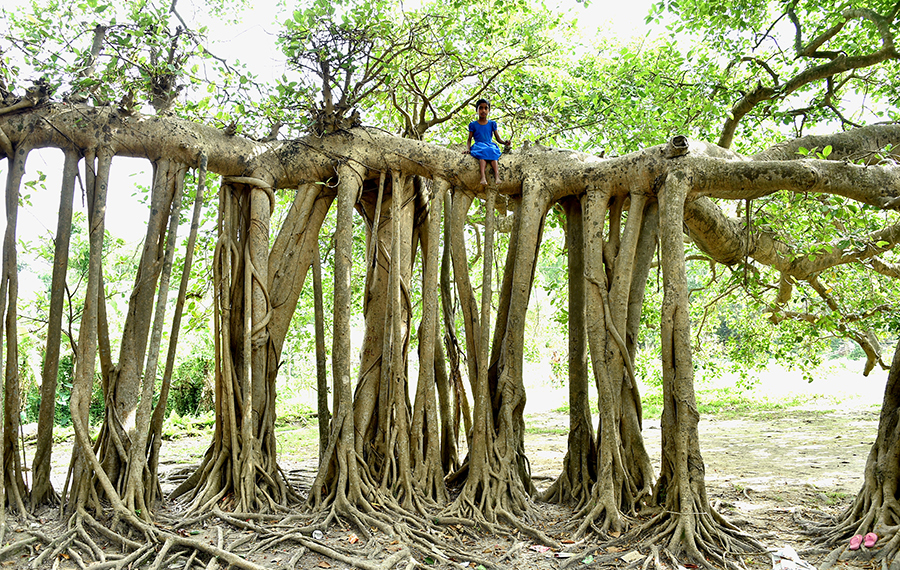 شجرة بانيان في بنجلاديش