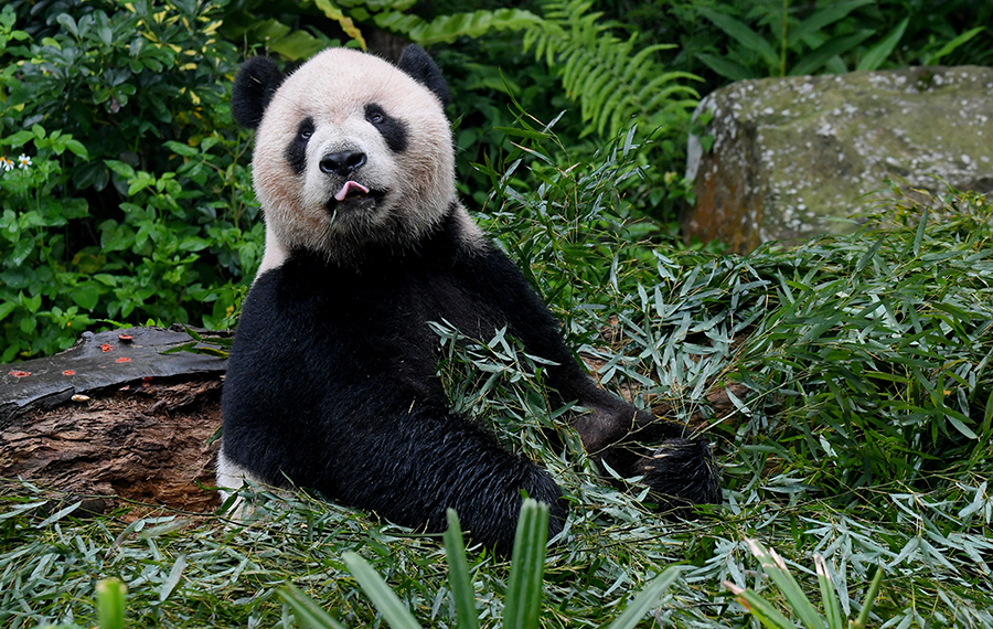 الباندا العملاقة في حديقة حيوانات تايبيه في تايبيه بتايوان بجنوب شرقي الصين