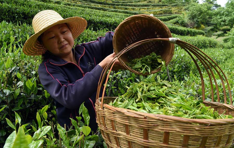 قطف أوراق الشاي في مقاطعة قانسو بشمال غربي الصين