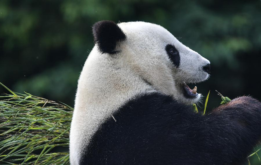 عودة اثنين من الباندا العملاقة إلى الصين بعد قضاء سنوات في الولايات المتحدة