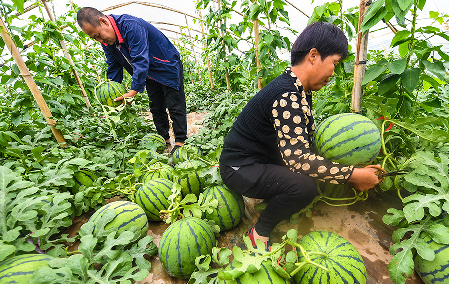 حصاد البطيخ في محافظة يونغتشينغ بمقاطعة خبى