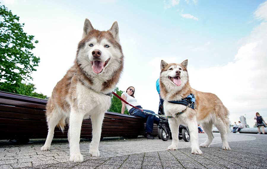 الكلاب الأليفة تشارك في أنشطة يوم الحيوانات الأليفة المقامة في وارسو