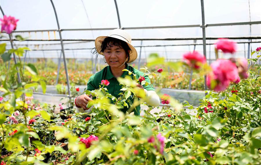 زراعة الزهور تساعد الفلاحين على زيادة دخلهم في مقاطعة آنهوي