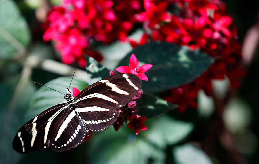 معرض الفراشة يقام في متحف التاريخ الطبيعي في لوس أنجلوس