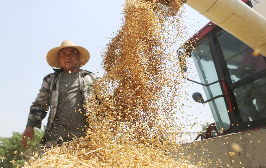 الانشغال بالأعمال الزراعية في موسم الصيف بأنحاء الصين