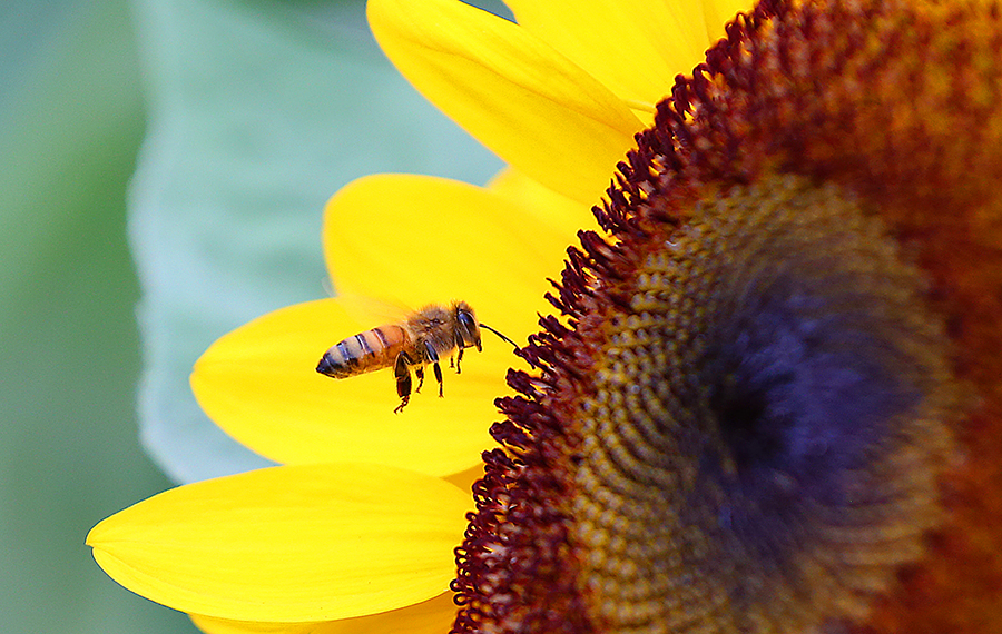نحلة تجمع غبار الطلع من عباد الشمس في كويزون سيتي، الفلبين