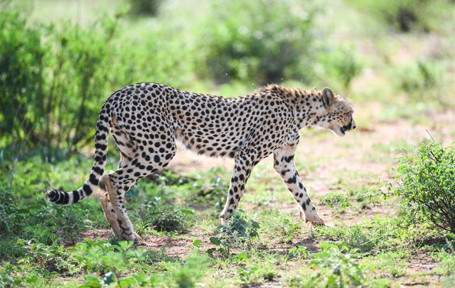 جنة للحيوانات البرية -- محمية سامبورو الوطنية بشمالي كينيا