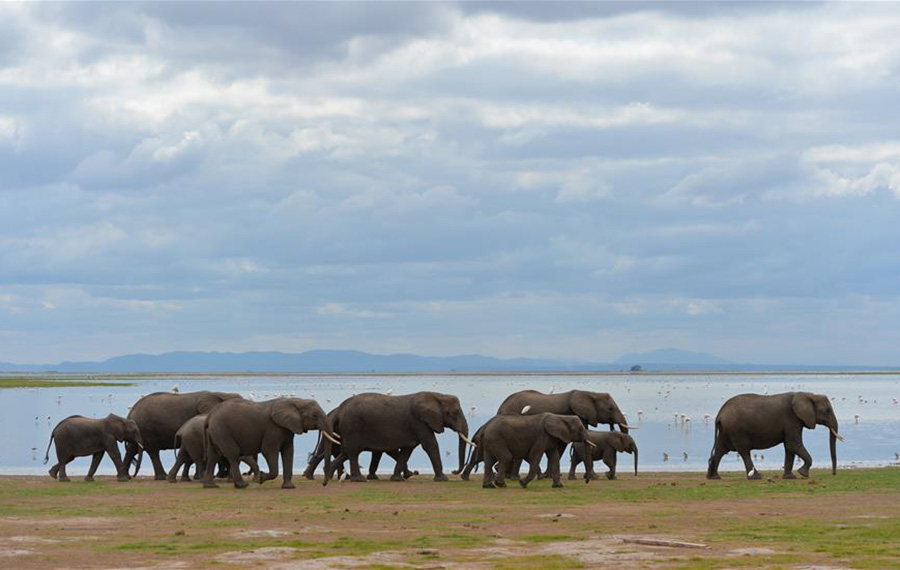 لمحة عن حديقة أمبوسيلي الوطنية في كينيا