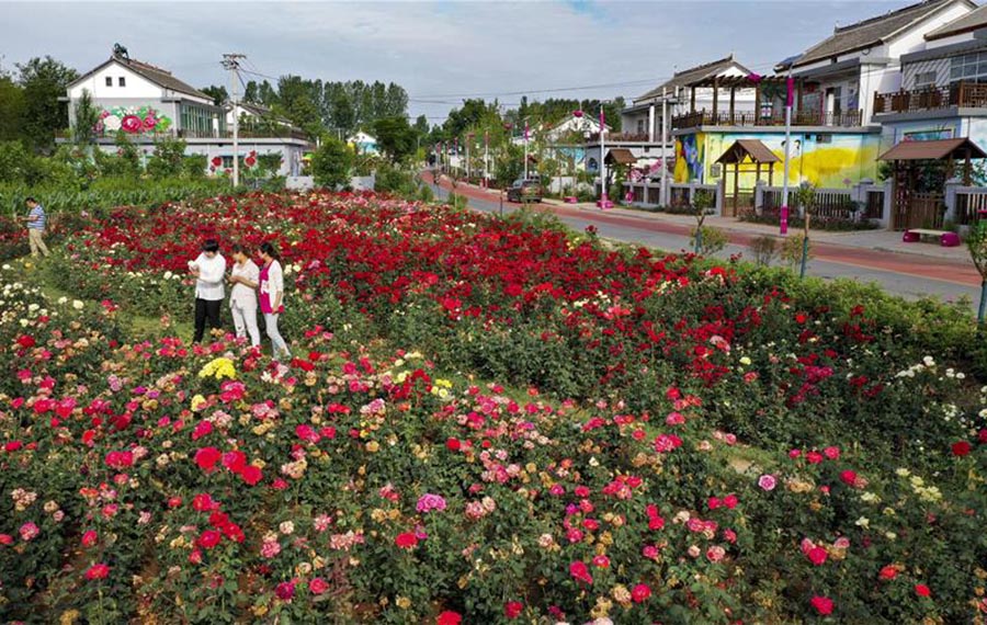 بلدة الورود السياحية تساعد على تخفيف الفقر في لوانان بمقاطعة شنشي