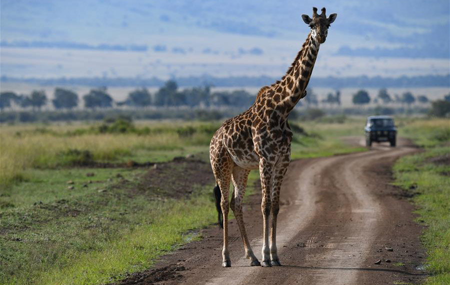 لمحة عن محمية ماساي مارا الوطنية في جنوب غربي كينيا