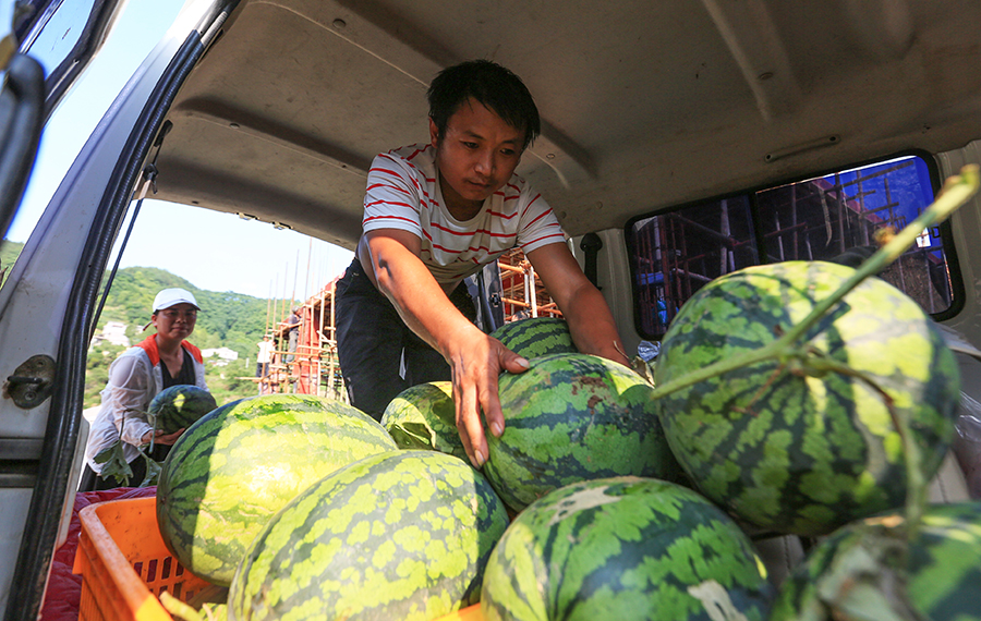 حصاد البطيخ في مقاطعة قويتشو بجنوب غربي الصين