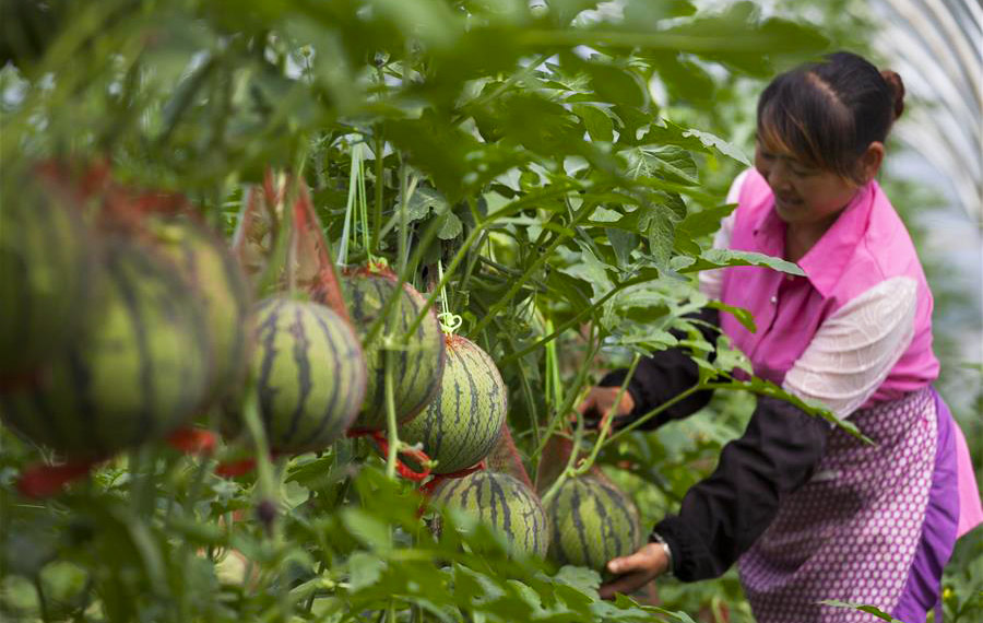 حصاد البطيخ فى مقاطعة جنوب غربي الصين