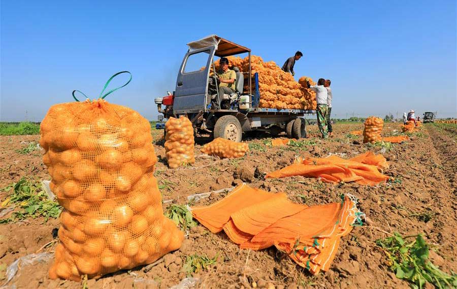 حصاد البطاطا في شمالي الصين