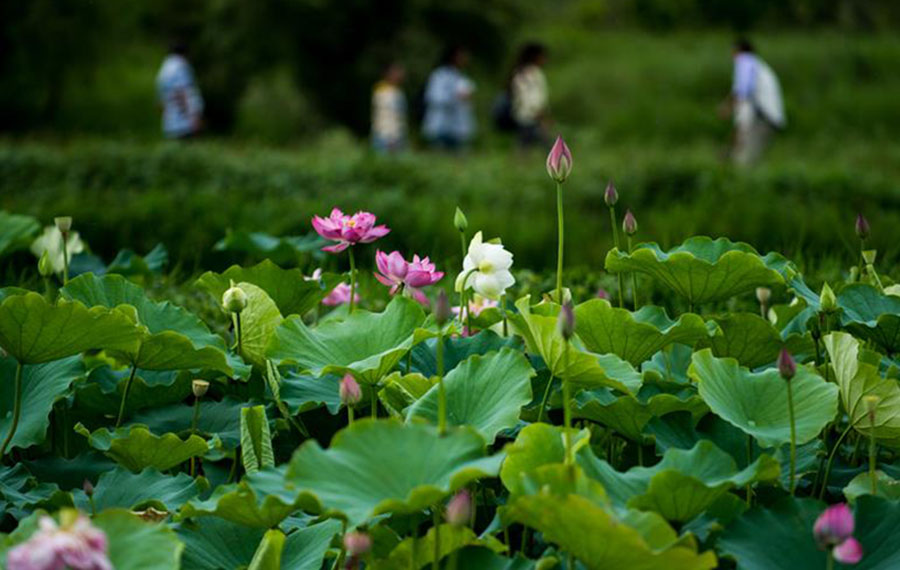 الزوار يستمتعون بمناظر زهور اللوتس في مقاطعة يوننان