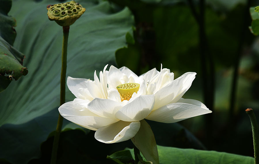 زهور اللوتس تتفتح في بحيرة دامينع بمدينة جينان بمقاطعة شاندونغ