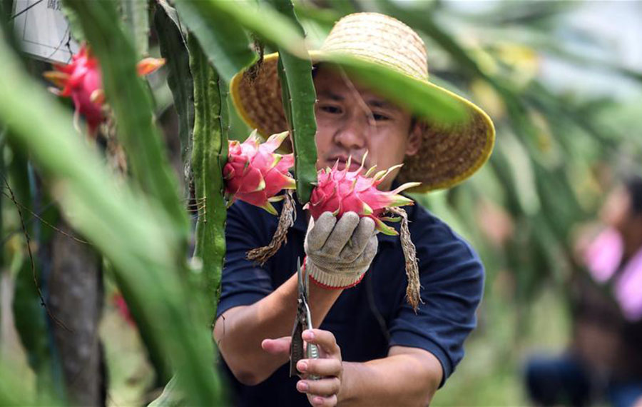 فاكهة التنين تصبح "فاكهة الاغتناء" للقرويين في جنوبي الصين