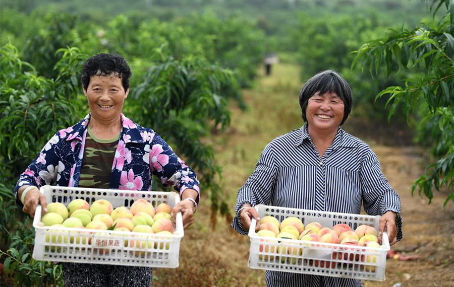 حصاد الخوخ في شرقي الصين