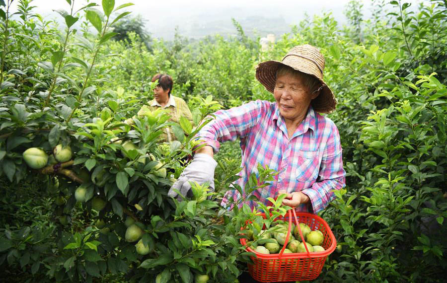 حصاد ثمار البرقوق في الصين