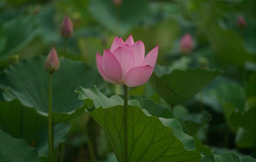 زهور اللوتس تتفتح في بحيرة باي يانغ ديان في منطقة شيونغان الجديدة بمقاطعة خبى بشمالي الصين