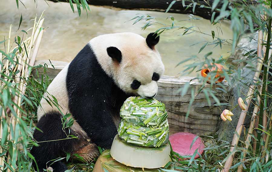 الباندا العملاقة ماو تشو تحتفل بعيد ميلادها الـ5 في حديقة الحيوانات البرية في مدينة كونمينغ بمقاطعة يونان