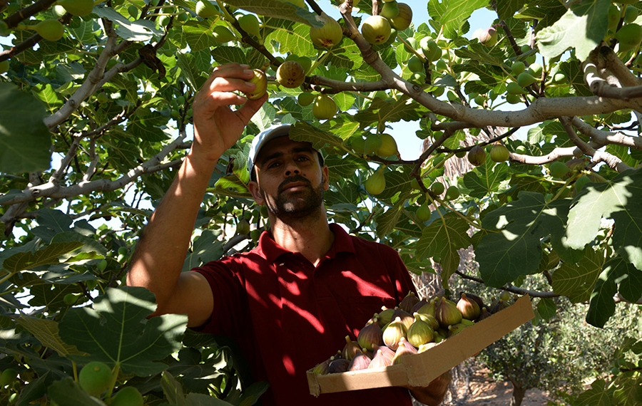 حصاد ثمار التين في مزرعة في مدينة غزة