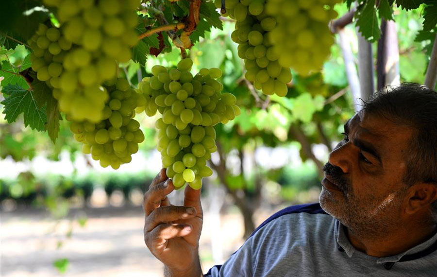 حصاد العنب في قطاع غزة