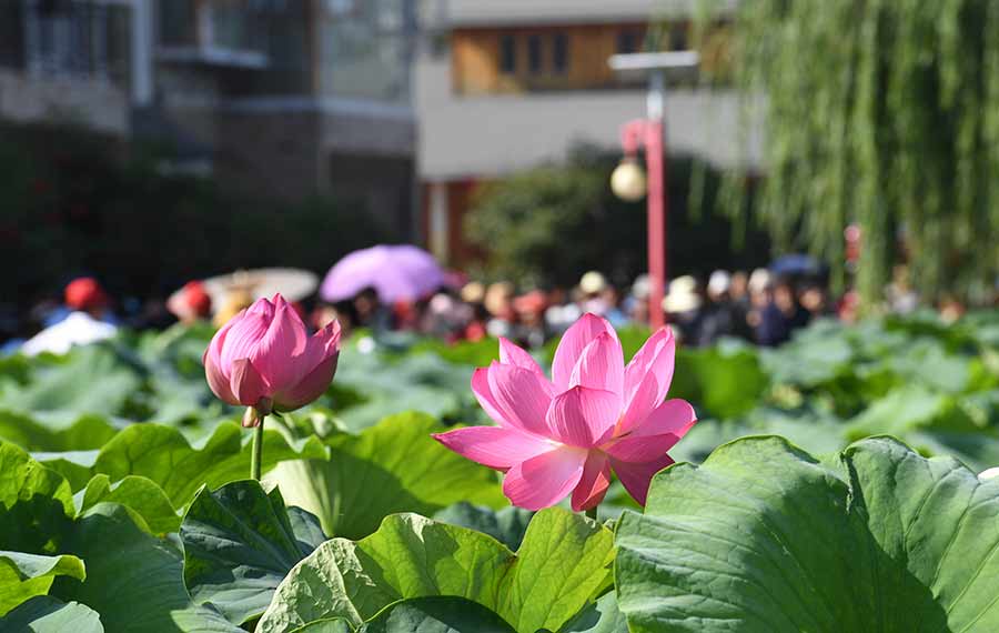 زهور اللوتس تتفتح في مقاطعة يوننان بجنوب غربي الصين