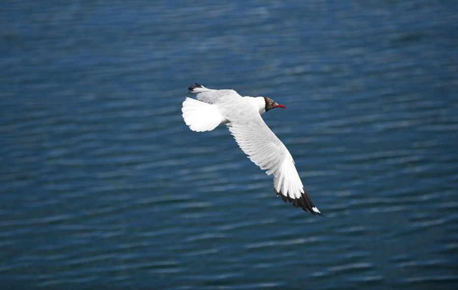 الطيور تطير على بحيرة بانقونغ في التبت