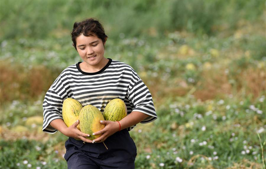 موسم حصاد البطيخ الأصفر في محافظة جياشي بشينجيانغ