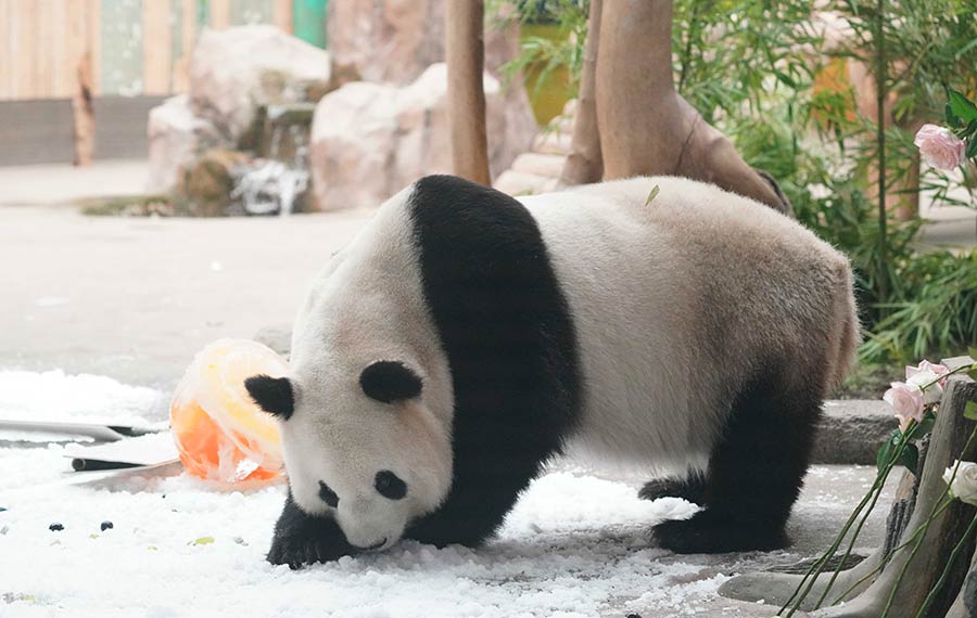 الباندا العملاقة "سيجيا" تحتفل بعيد ميلاده الثالث عشر بمقاطعة هيلونغجيانغ بشمال شرق الصين