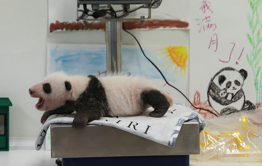 لحظات لطيفة لشبلا الباندا العملاقة الصينية بعمر شهر واحد في حديقة الحيوانات ببلجيكا