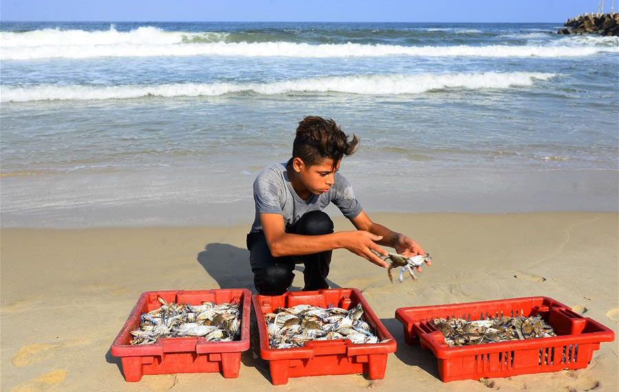 بيع سرطان البحر في غزة
