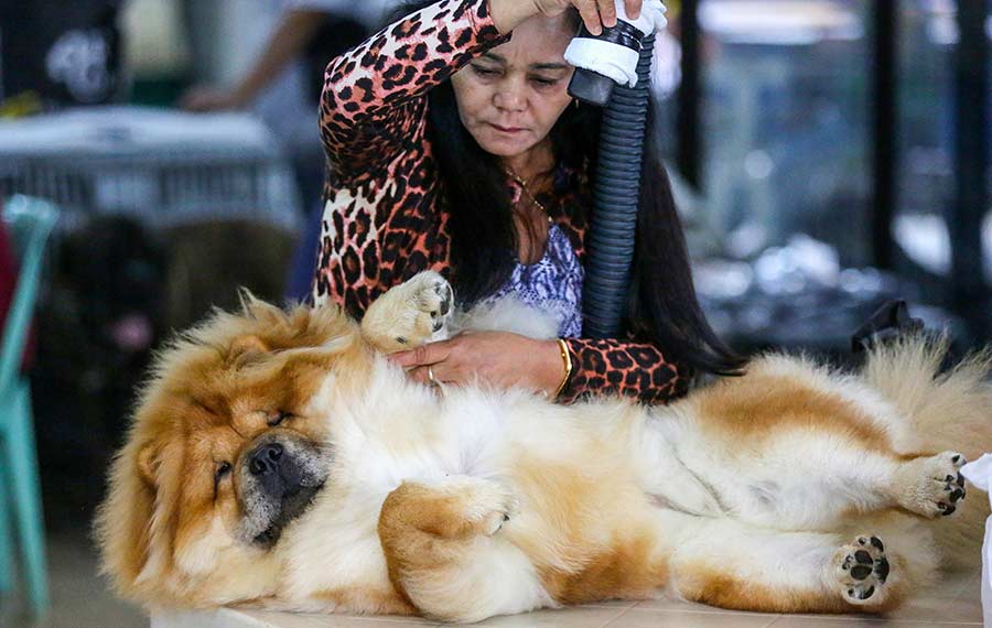 لحظات رائعة في معرض الكلب بماريكينا سيتي، الفلبين