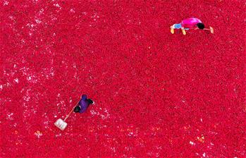 حصاد الفلفل الحار في شمالي الصين