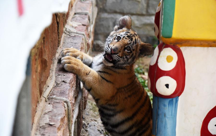 شبل نمر البنغال في حديقة جينان للحيوانات بشرقي الصين