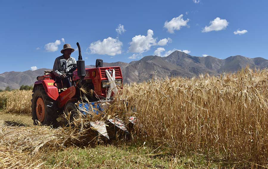 موسم الحصاد لشعير الهضاب في منطقة التبت ذاتية الحكم بجنوب غربي الصين
