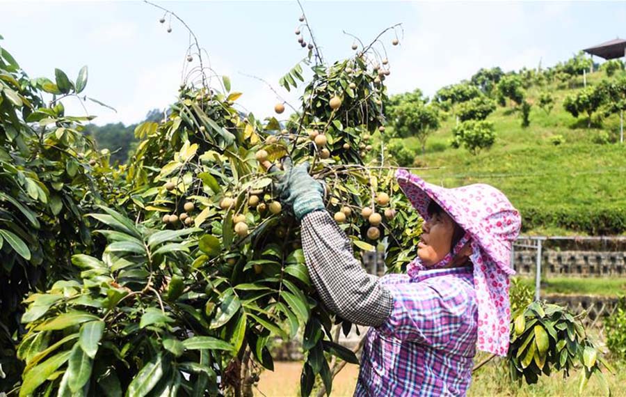 حصاد فاكهة عين التنين في جنوبي الصين