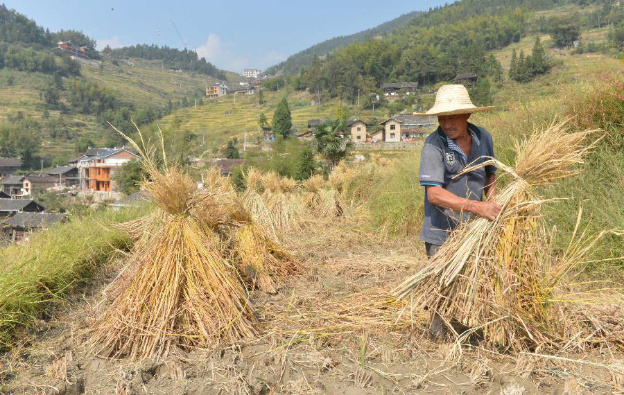 حصاد الأرز في وسط الصين
