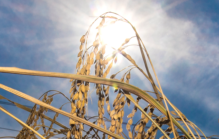 انطلاق موسم حصاد الأرز في مقاطعة جيلين