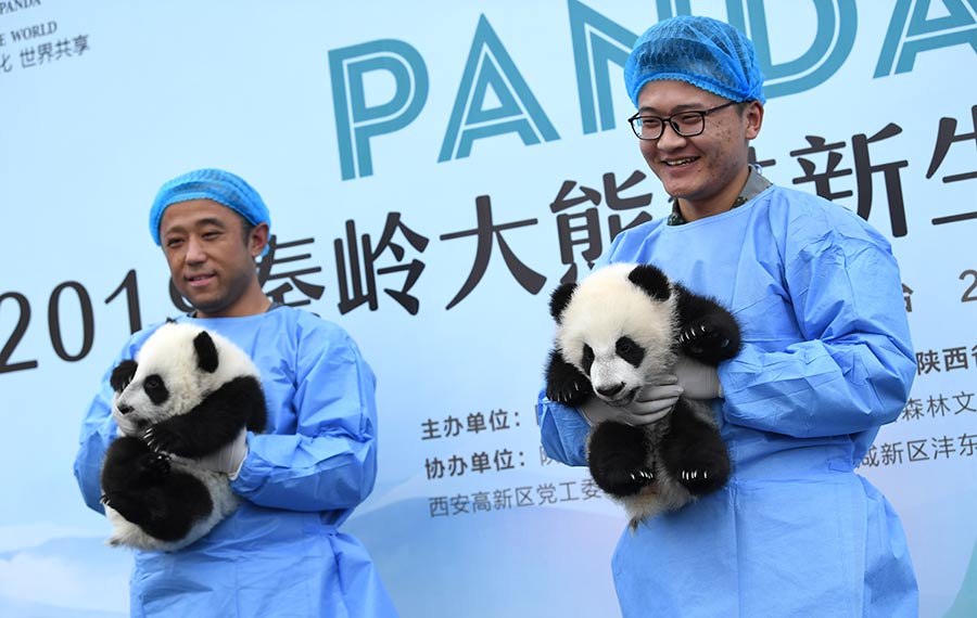 ثلاثة أشبال الباندا بعمر مائة يوم تظهر أمام الجمهور بمقاطعة شنشي
