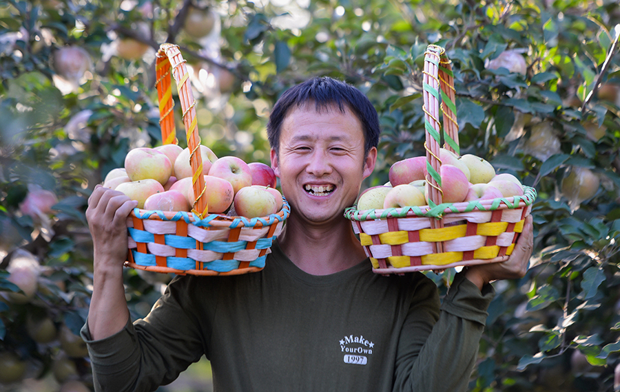 التفاح، مصدر هام لزيادة الدخل في قرية بشمالي الصين