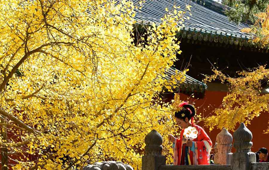 الصين الجميلة: شجرة الجنكة عمرها أكثر من ألف سنة في معبد داجوي ببكين