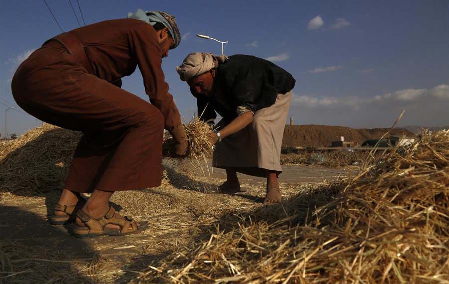 بدء موسم حصاد الشعير في اليمن