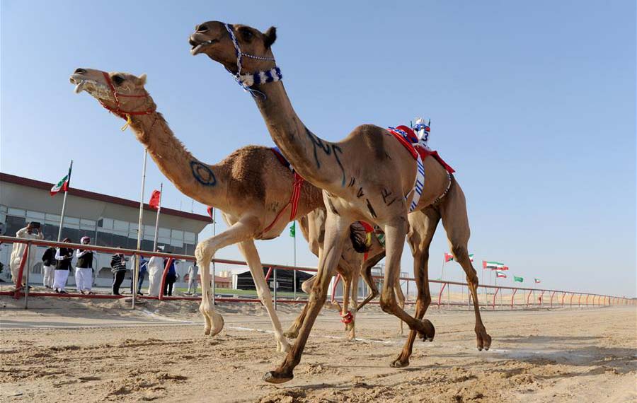 انطلاق سباق الهجن في محافظة الأحمدي، الكويت